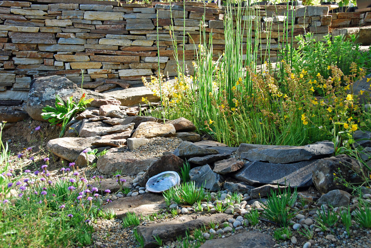 Within this little bog and frog pond are lots of resources for wild creatures; including Seep Spring Monkeyflower, and Mare’s Tail which sometimes host the larvae of the Buckeye butterfly.