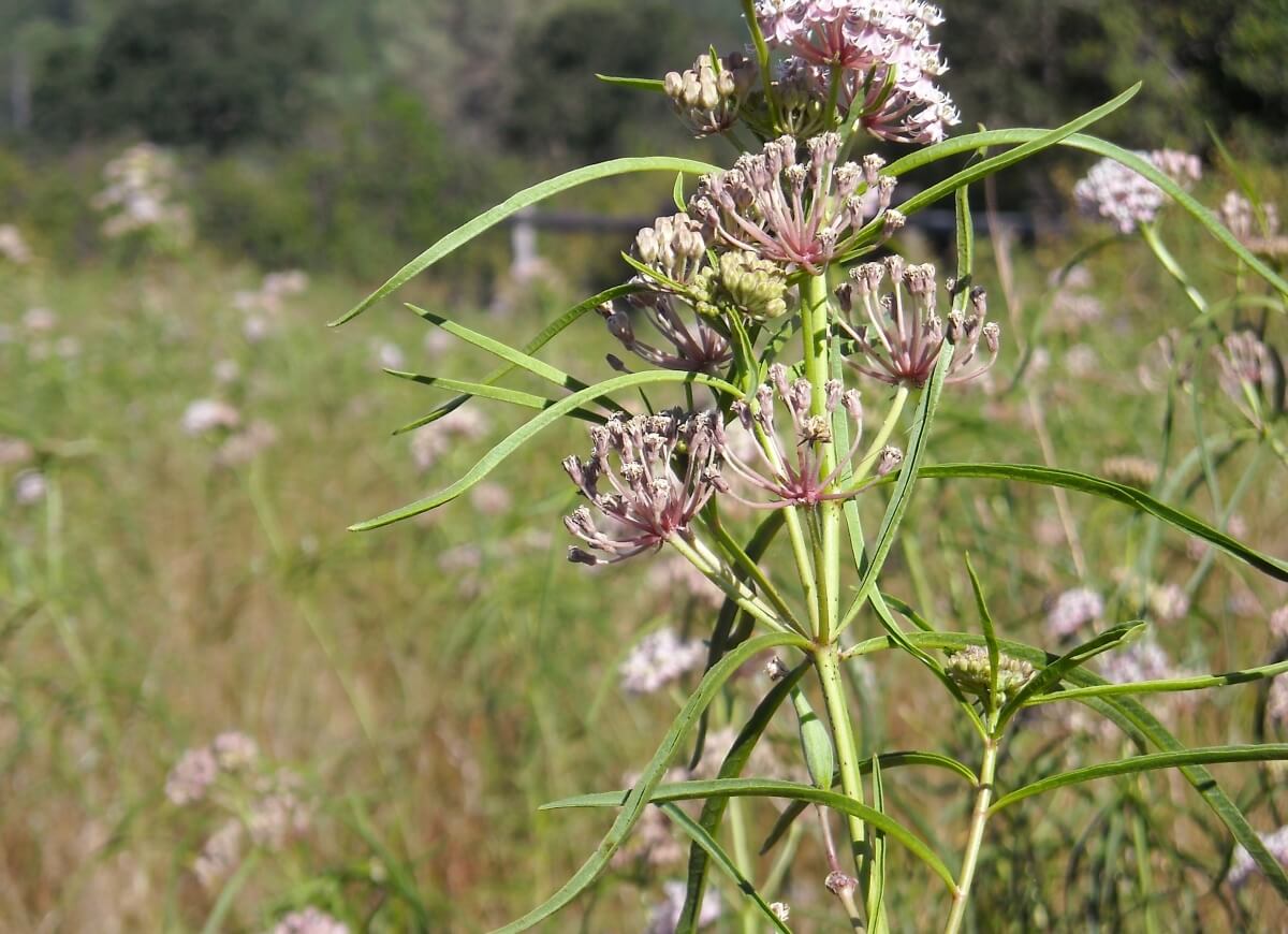 Narrow-leaf milkweed growing in the wild.