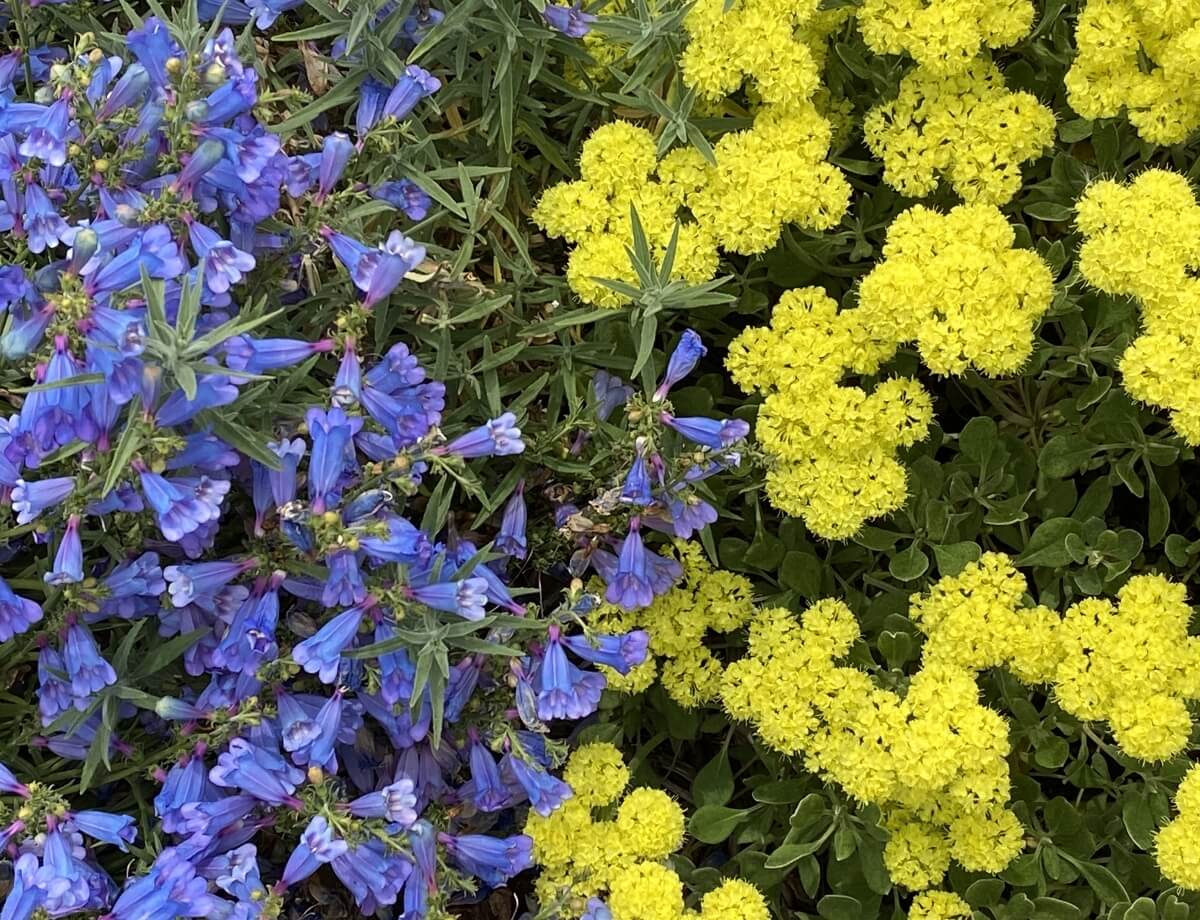 Foothill penstemon with yellow sulphur buckwheat. Photo: Laura Lovett