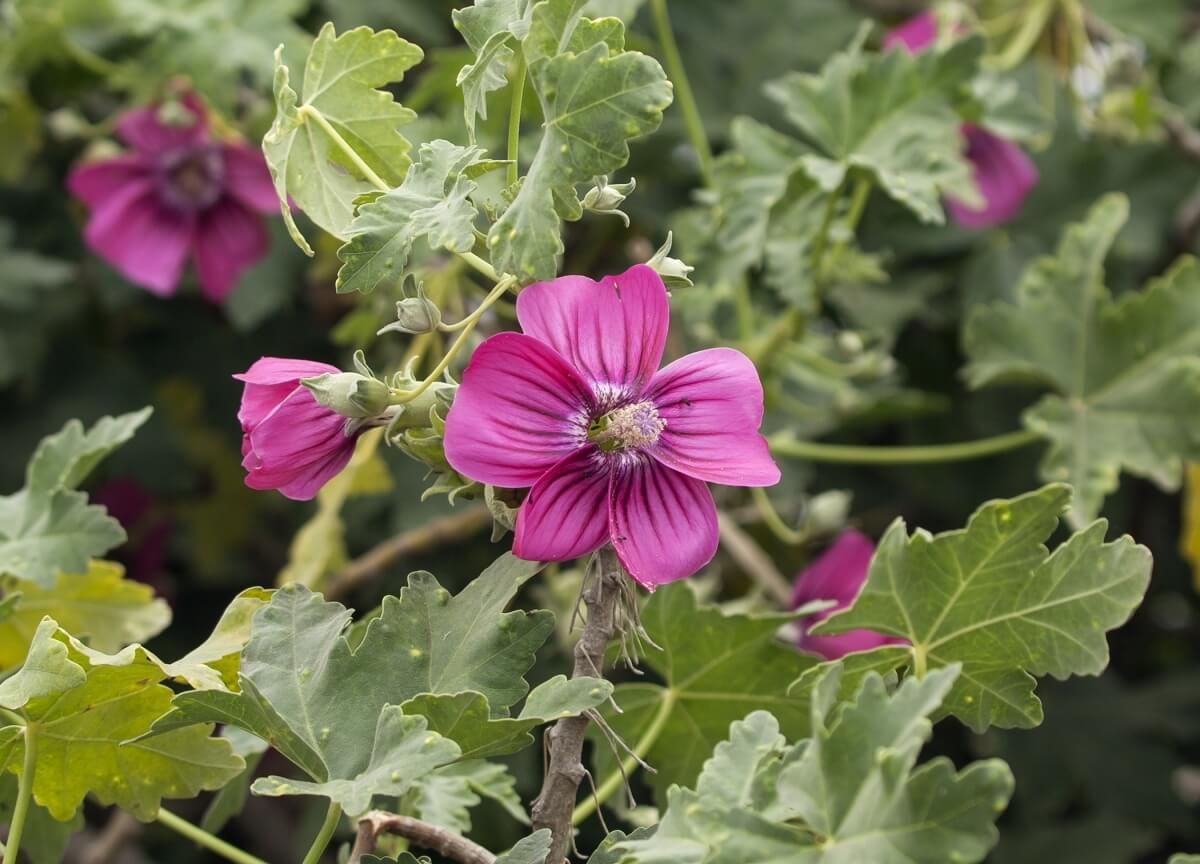 Malva