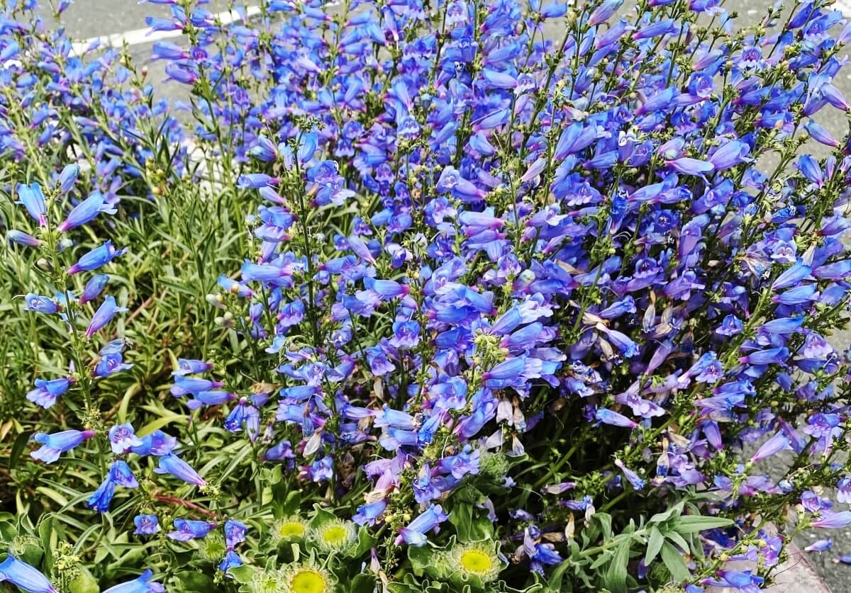 Penstemon