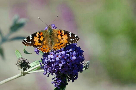 Painted Lady on Buddleia