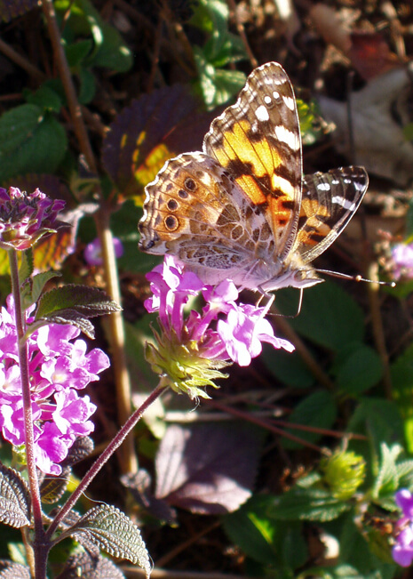 Painted Lady on Lantana