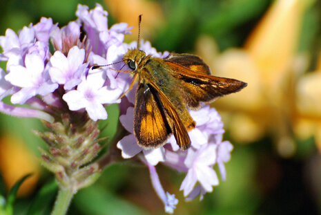 Skipper on Verbena rigida 