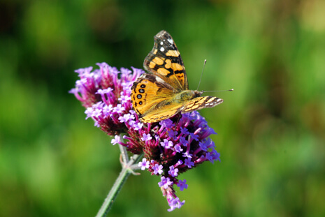 West Coast Lady on Verbena bonariensis