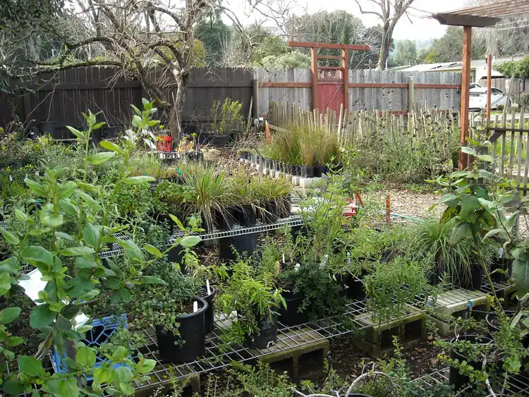 Home Ground Habitats - A1 - Jan 2019 - our old grow area