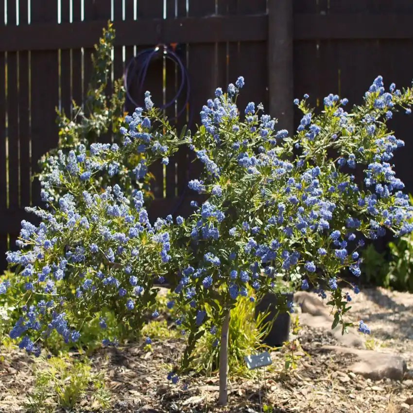 Home Ground Habitats - May Garden Tour05