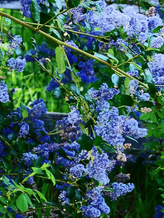 Home Ground Habitats - CA Lilac Ceanothus Ray Hartman1420sm