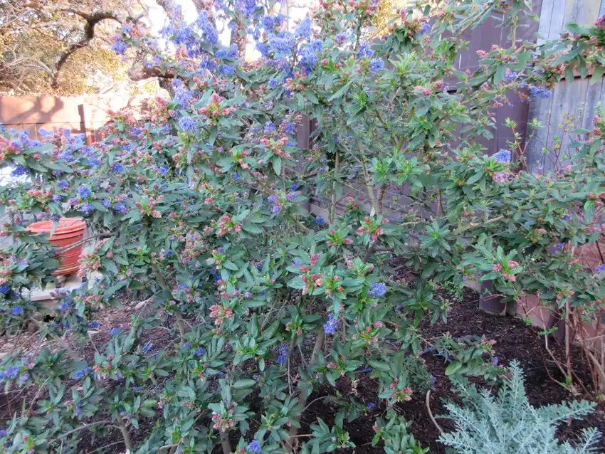 Home Ground Habitats - Ceanothus - Antonette