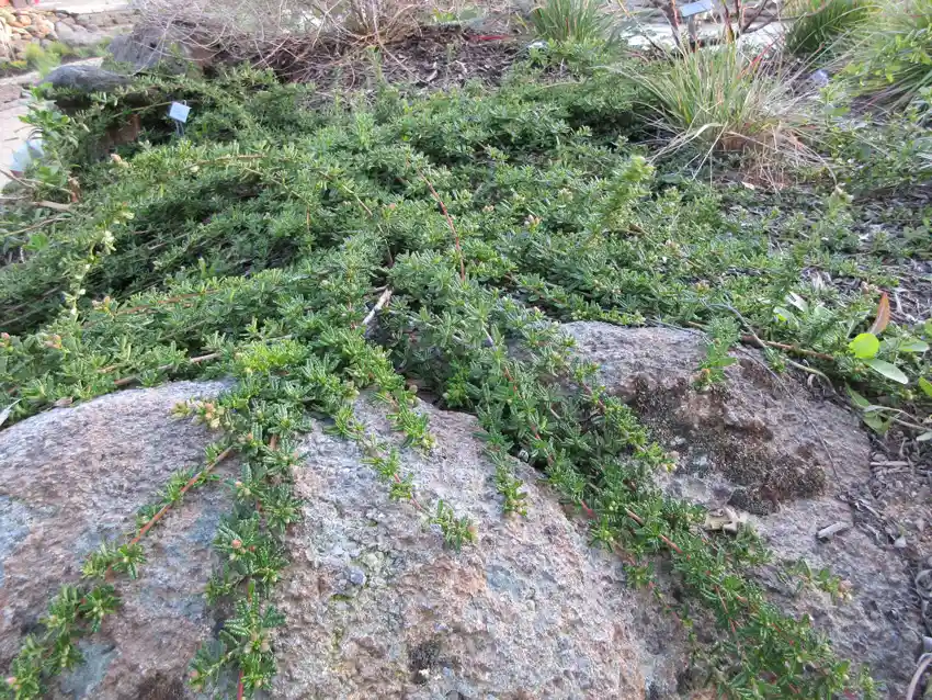 Home Ground Habitats - Ceanothus Hearstitorium