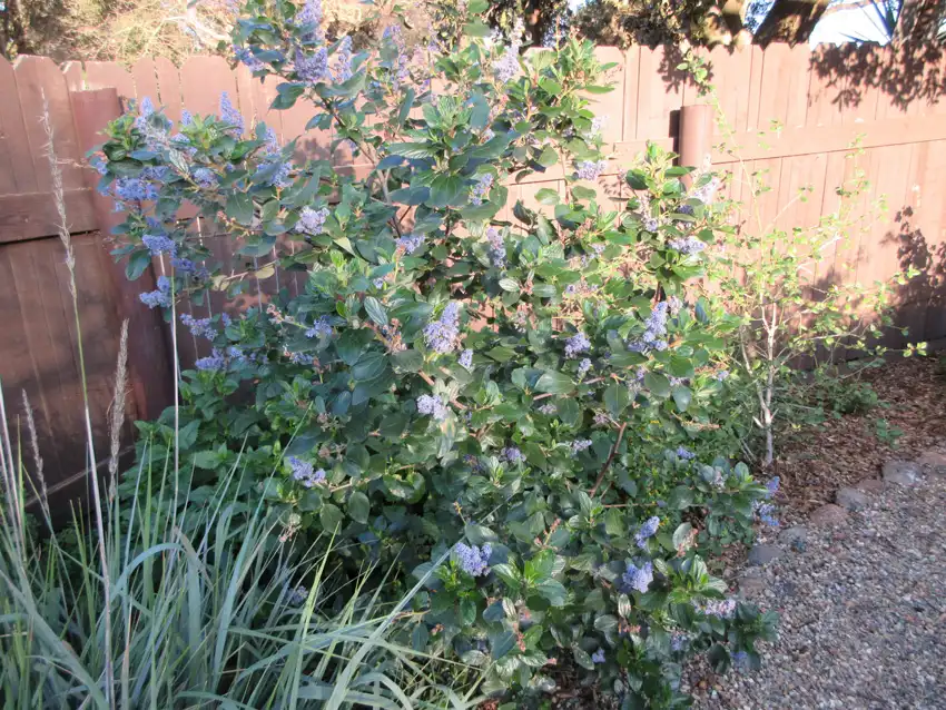 Home Ground Habitats - Ceanothus arboreus Cliff Schmidt