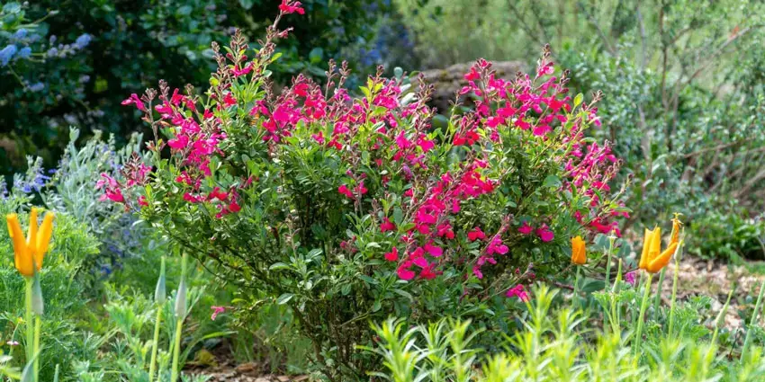 Home Ground Habitats - 2023 - Eco-Friendly Garden Tour