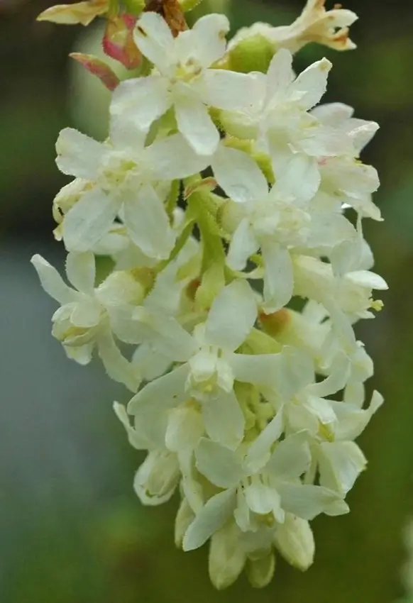 Home Ground Habitats - Plant of the Month - R Sanguineum Inverness White