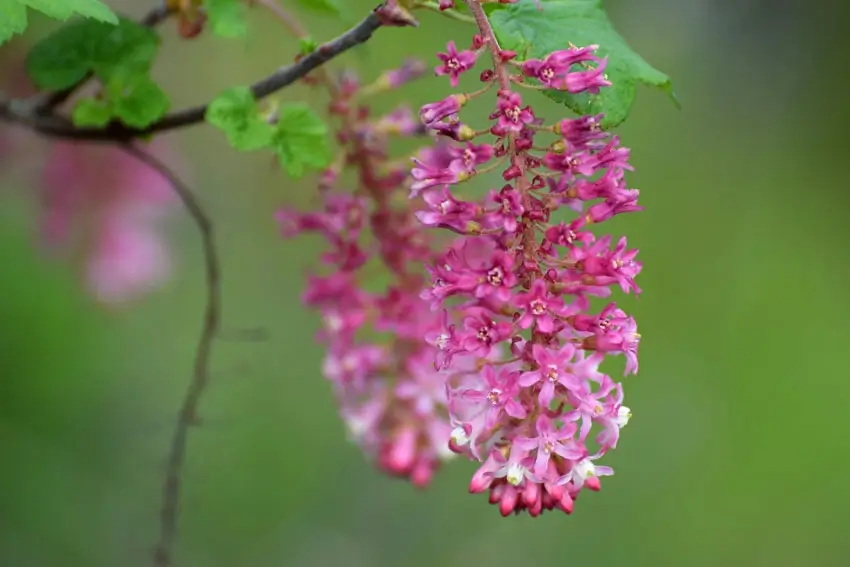Home Ground Habitats - Plant of the Month - Ribes Sanguineum Flower