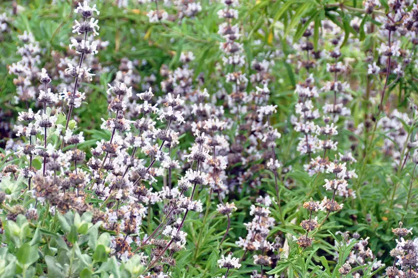 Home Ground Habitats - Brandegee Sage Salvia Brandegeii by Mieko Watkins