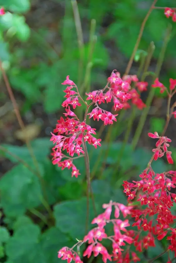 Home Ground Habitats - Heuchra Old La Rochette Flowers
