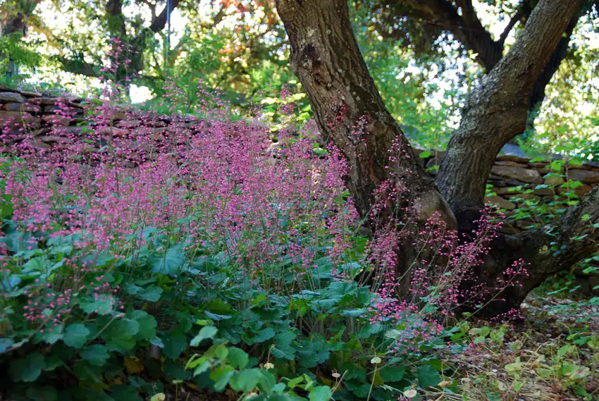 Home Ground Habitats - Heuchra Old La Rochette Under Live Oak