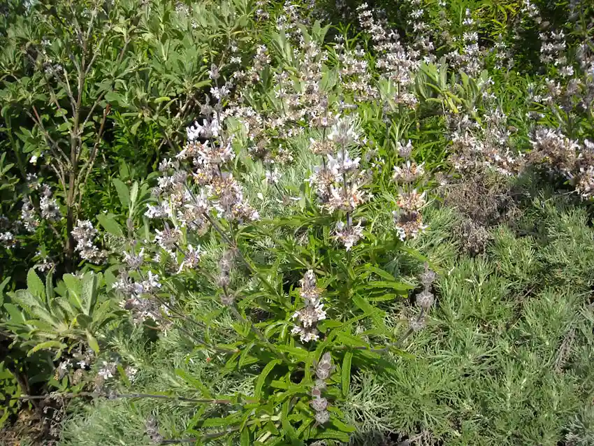 Home Ground Habitats - S Brandegeii Flowers