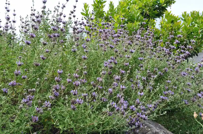 Home Ground Habitats - S Clevelandii