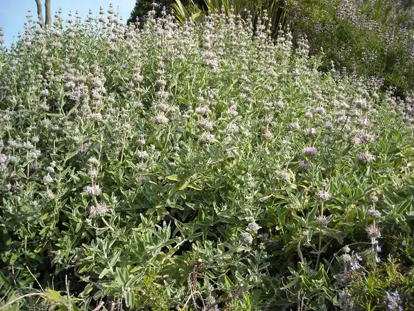 Home Ground Habitats - S - Leucophylla Pt SalSpreader