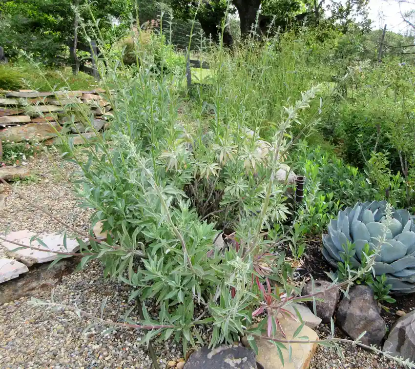 Home Ground Habitats - Salvia Apiana