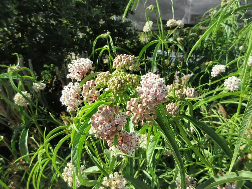 Home Ground Habitats - Narrow Leaf Milkweed in Bloom