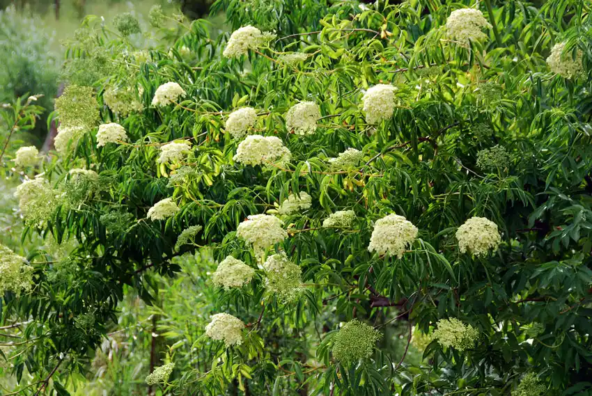 Home Ground Habitats - Blue Elderberry 2 by Mieko Watkins