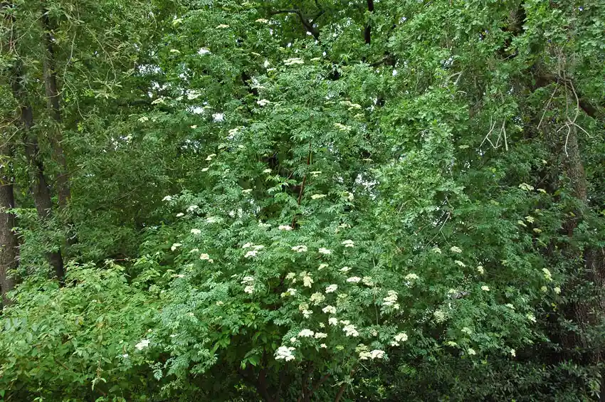 Home Ground Habitats - Blue Elderberry by Mieko Watkins