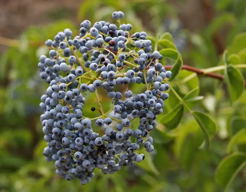 Home Ground Habitats - Elderberries by John Dofflemyer