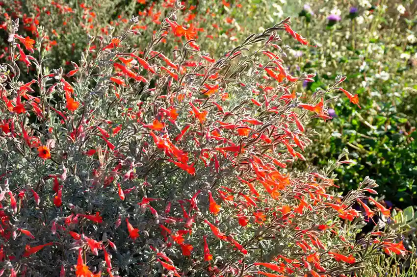 Home Ground Habitats - Epilobium Canum