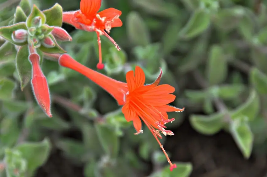 Home Ground Habitats - Ca Fuchia