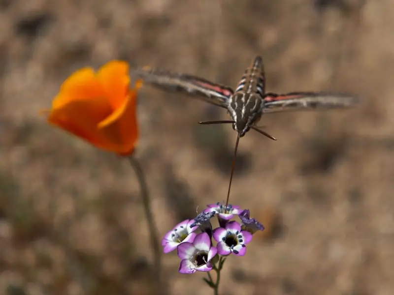 Home Ground Habitats - White lined Sphinx Moth feeding at Bird's Eye Gilia