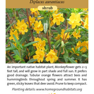 Home Ground Habitats - Sticky Monkeyflower - An image of Sticky Monkeyflowers, logo and texts.