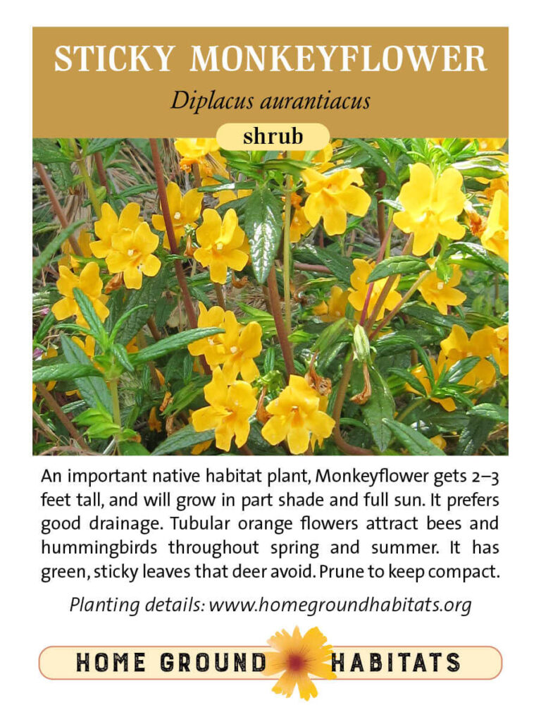 Home Ground Habitats - Sticky Monkeyflower - An image of Sticky Monkeyflowers, logo and texts.