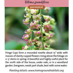 UK Seed CO https://www.chilternseeds.co.uk/info/terms