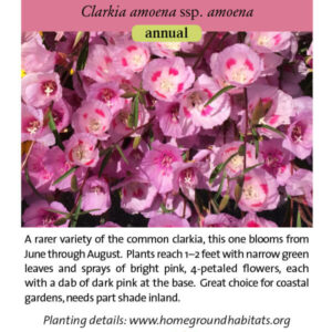 Clarkia amoena ssp. amoena; Herald of Summer