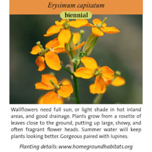 Home Ground Habitats - Western Wallflower David Hofmann CC - An image of flowers, logo and texts.