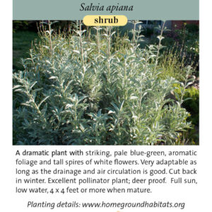Home Ground Habitats - White Sage - Laura Camp CC - Logo and texts.
