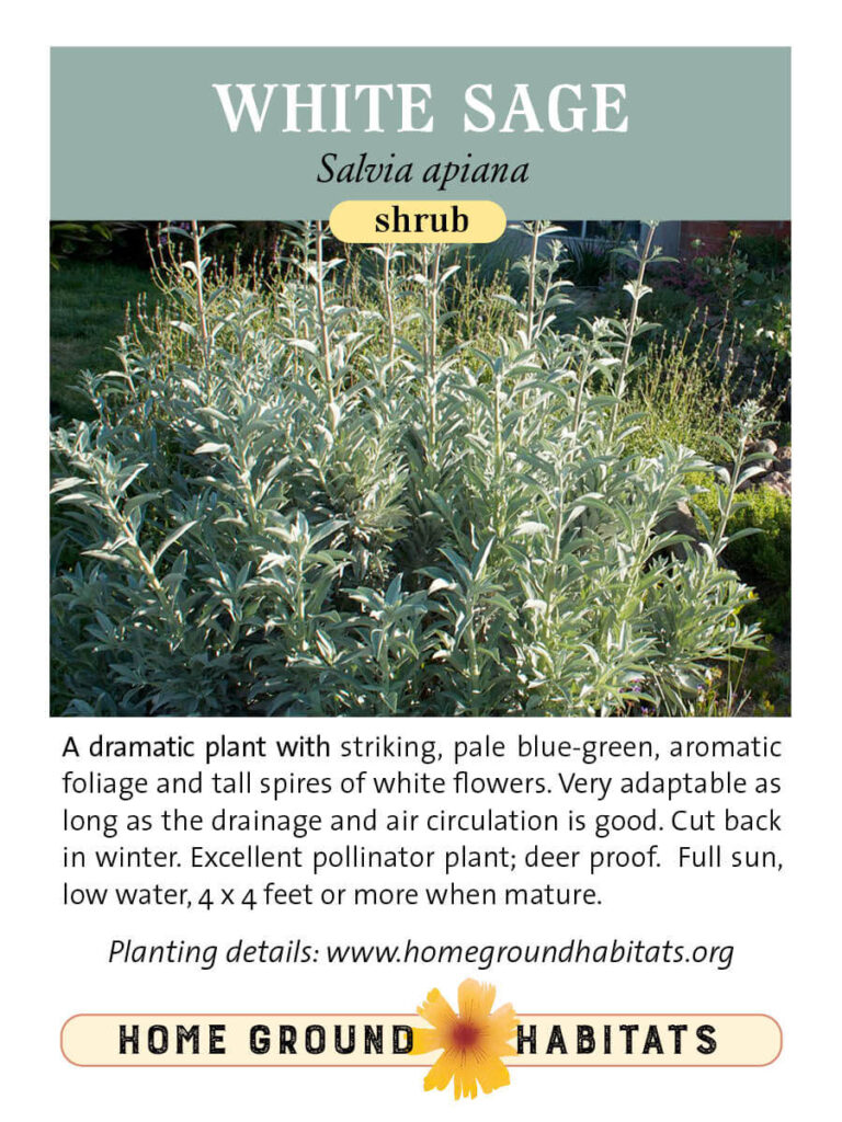 Home Ground Habitats - White Sage - Laura Camp CC - Logo and texts.