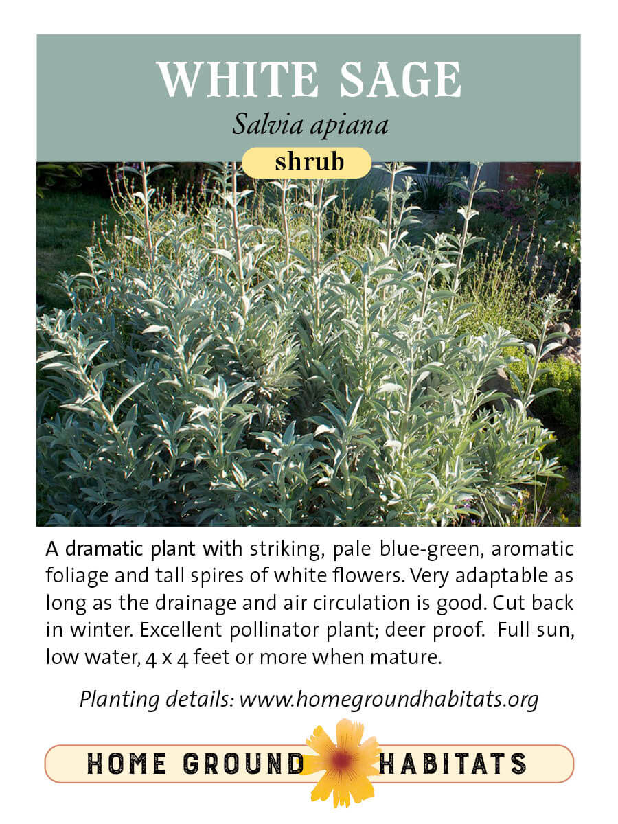 Home Ground Habitats - White Sage - Laura Camp CC - Logo and texts.