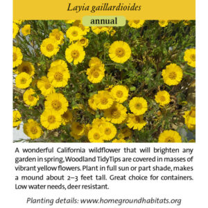 Home Ground Habitats - Woodland Tidytips - An image of flowers, logo and texts.