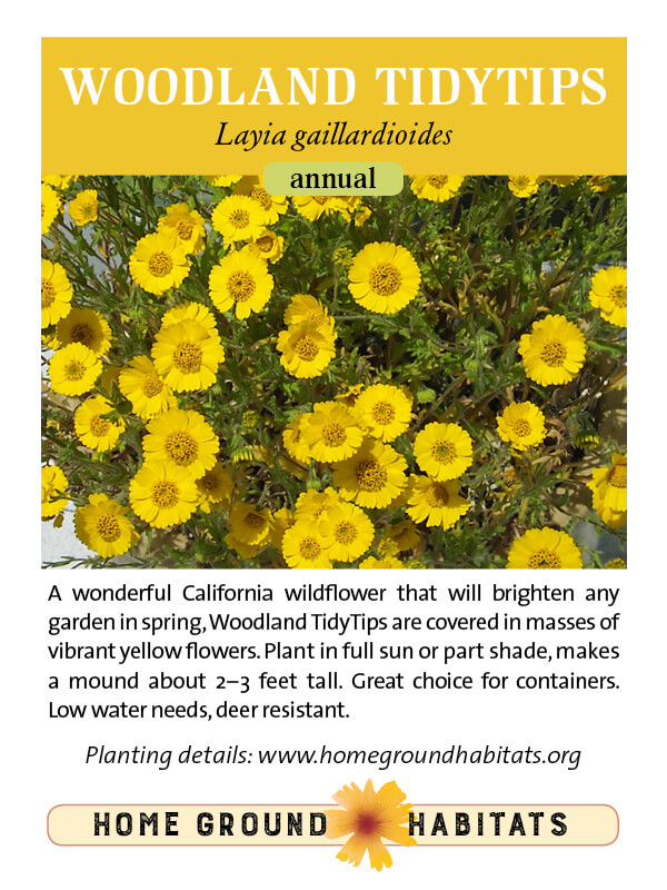 Home Ground Habitats - Woodland Tidytips - An image of flowers, logo and texts.