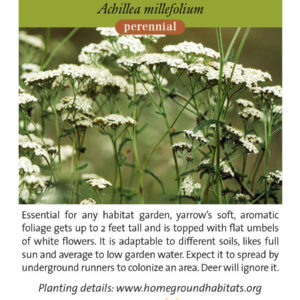 William Follette CC CC BY NC 3.0 https://plantid.net/RptOutput/Yarrow%20(Achillea%20millefolium)%20-%20133427344479378413.pdf