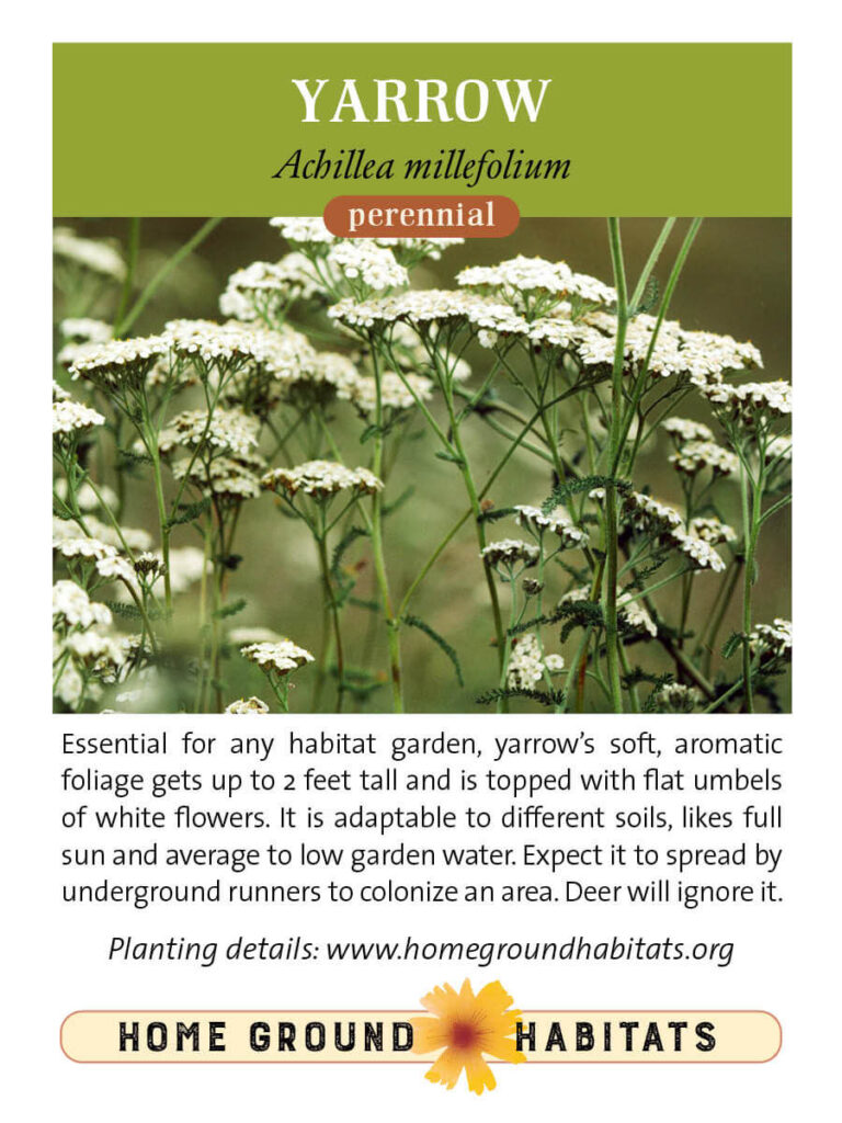 William Follette CC CC BY NC 3.0 https://plantid.net/RptOutput/Yarrow%20(Achillea%20millefolium)%20-%20133427344479378413.pdf