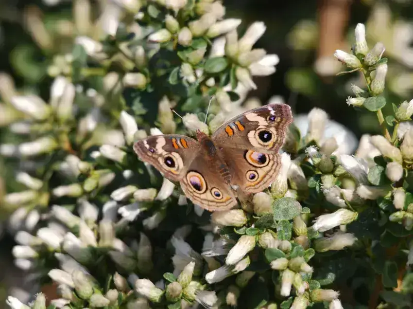 Home Ground Habitats - Coyote Bush - 02