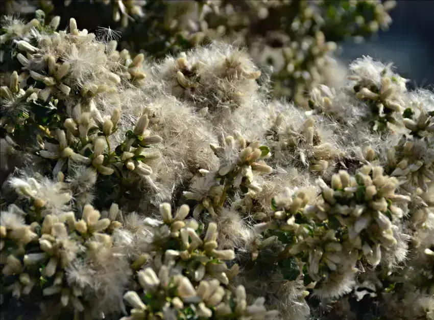 Home Ground Habitats - Coyote Bush 04
