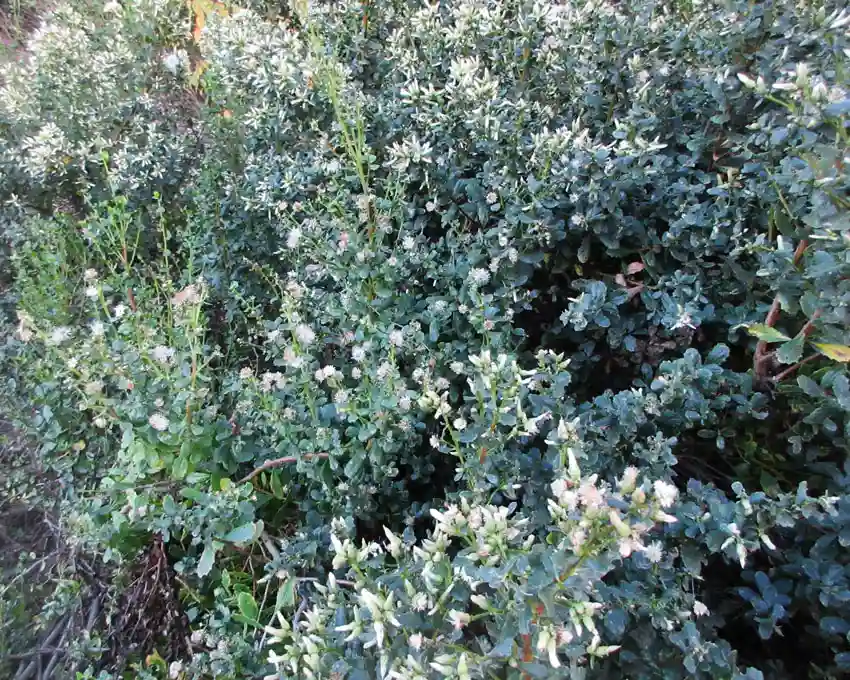 Home Ground Habitats - Coyote Bush 05