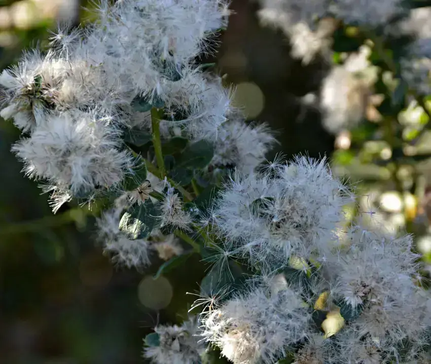 Home Ground Habitats - Coyote Bush 06