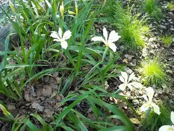 Home Ground Habitats Plant of the Month - Douglas Iris 02
