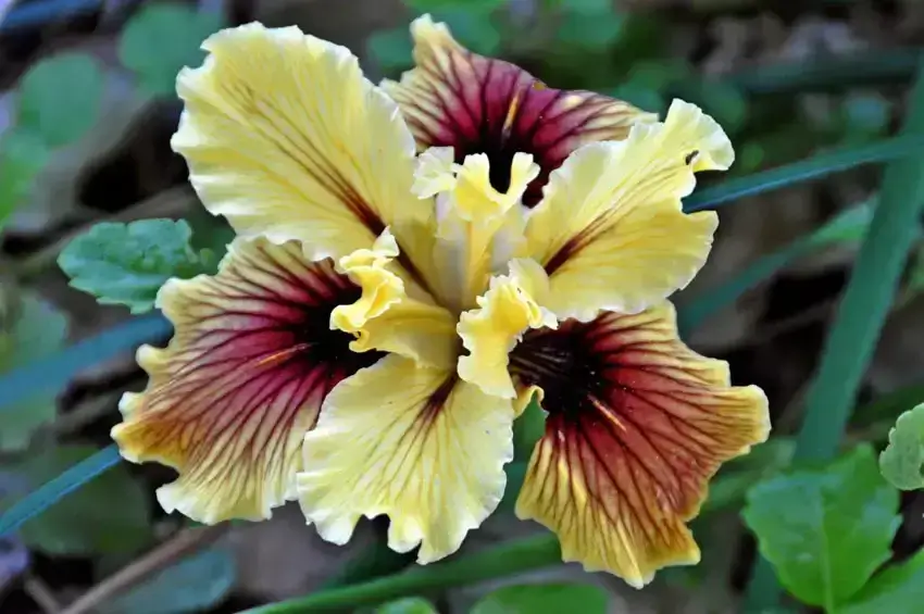 Home Ground Habitats Plant of the Month - Douglas Iris 03